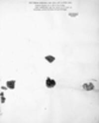 Enchylium tenax image